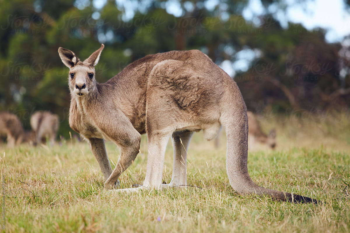 Portrait of an Australian Kangaroo