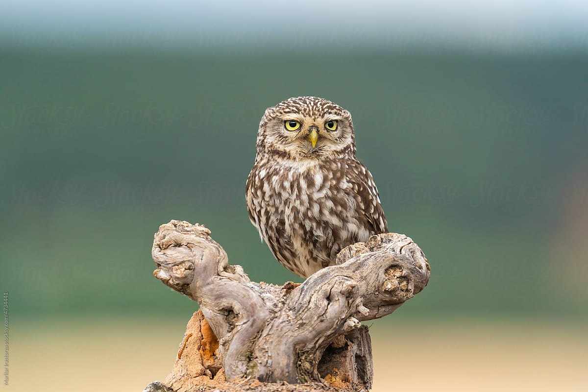 Cute Little Owl Perched On An Olive Tree Trunk