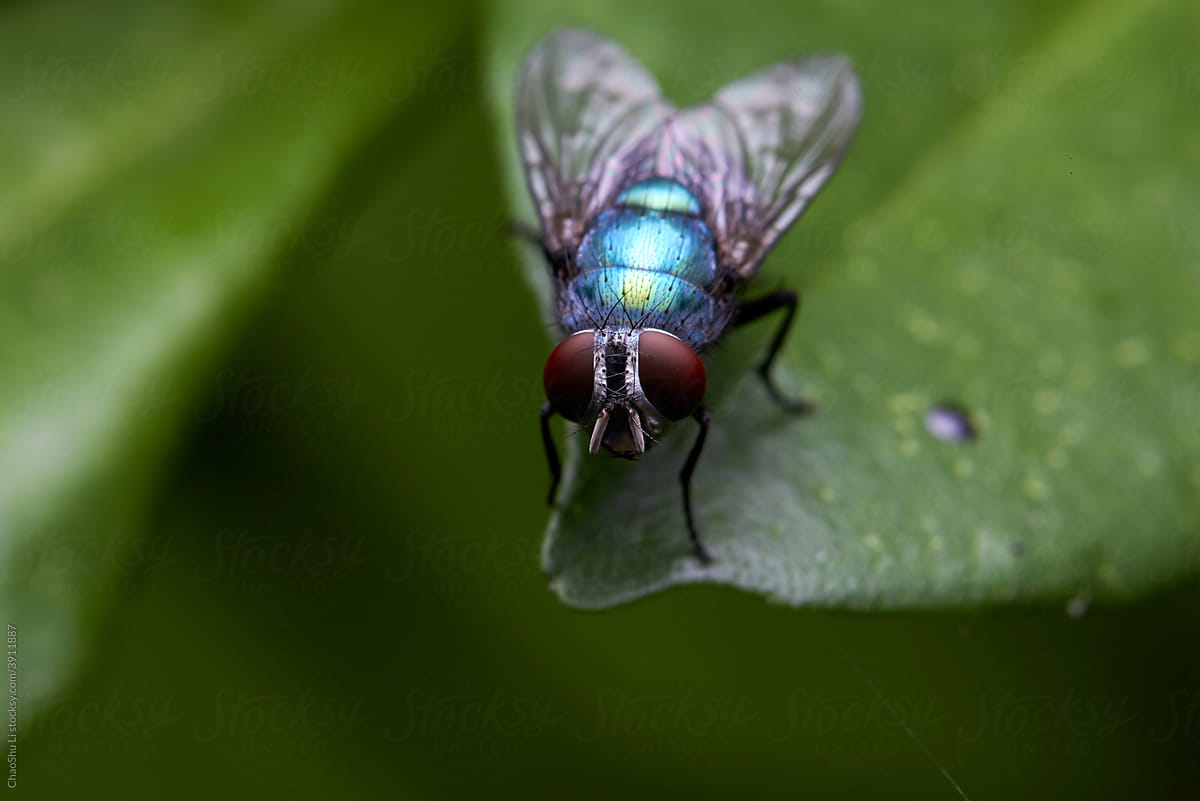 Closeup of flies
