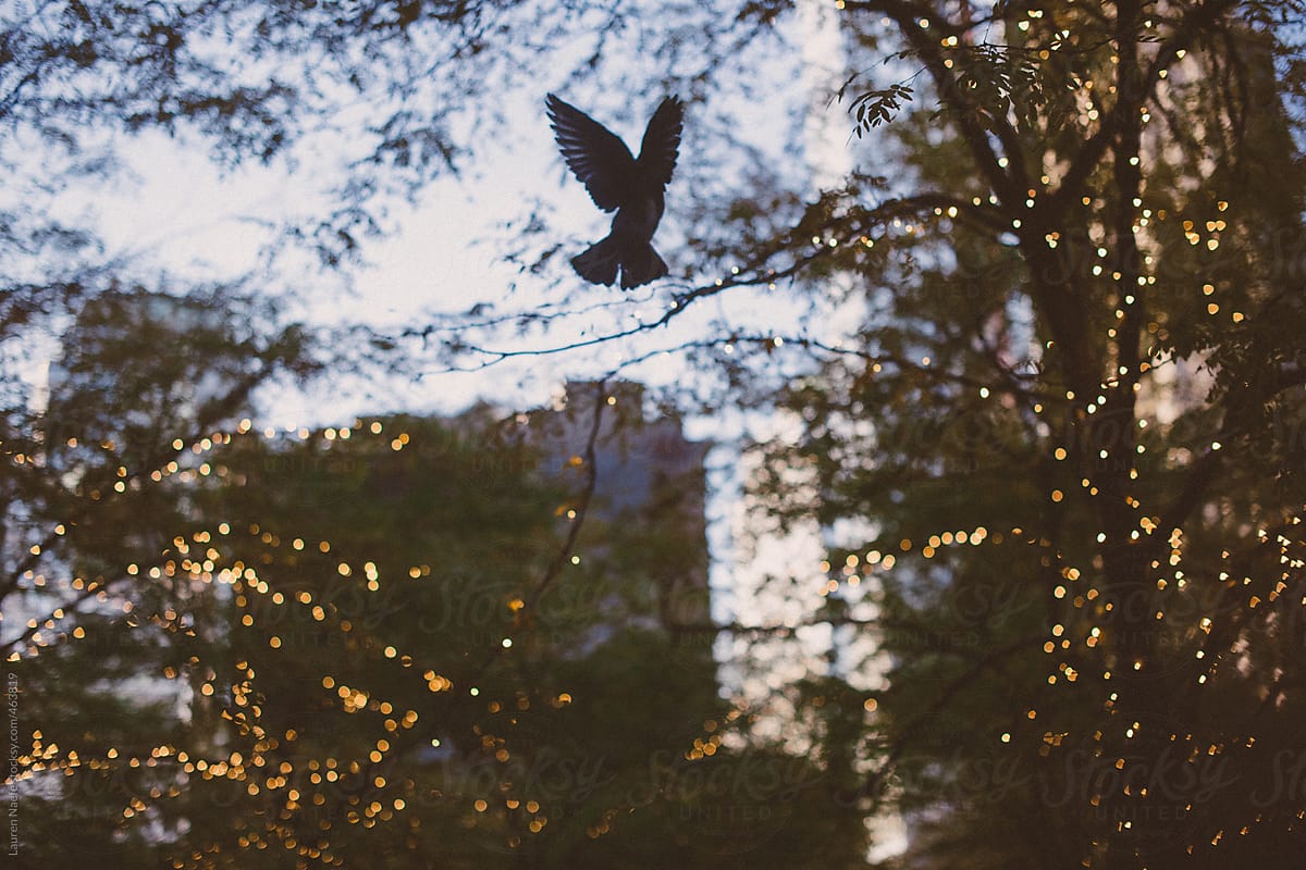 Pigeon flying in a park in New York City