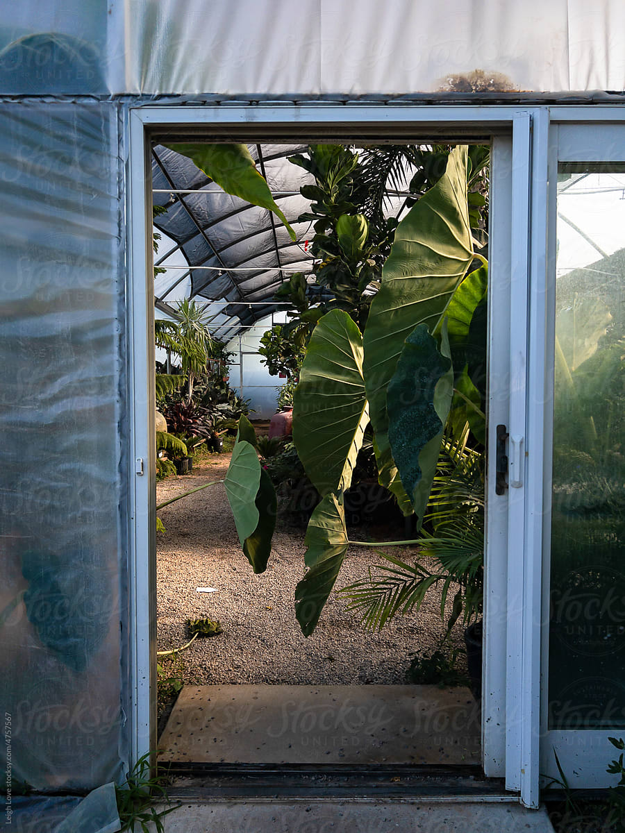 Looking Inside A Greenhouse Door Full of Elephant Ears, Tropical Plant