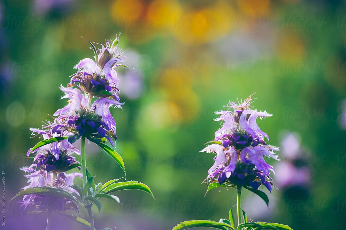 Central Texas Wildflowers, Purple Horsemint