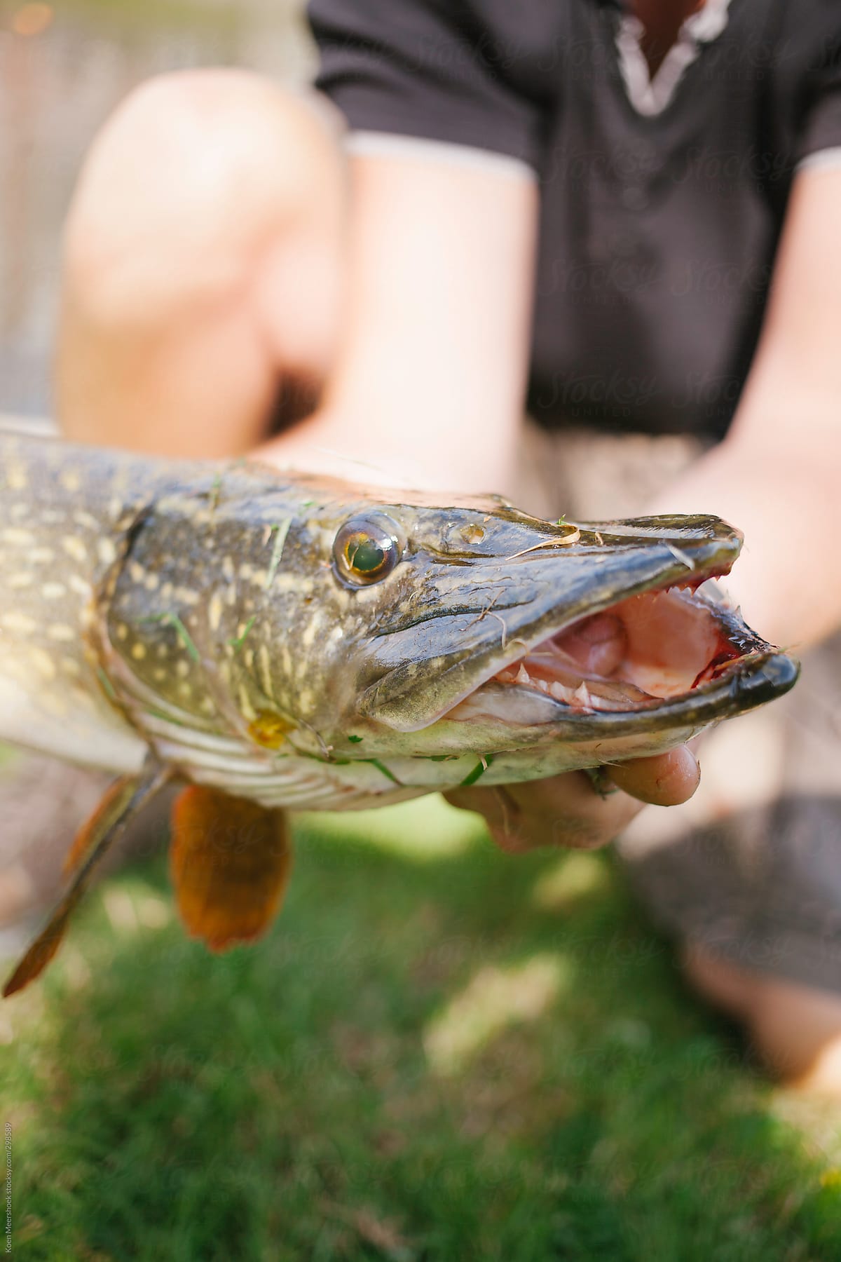 Fisher holding a pike in the gill grip.