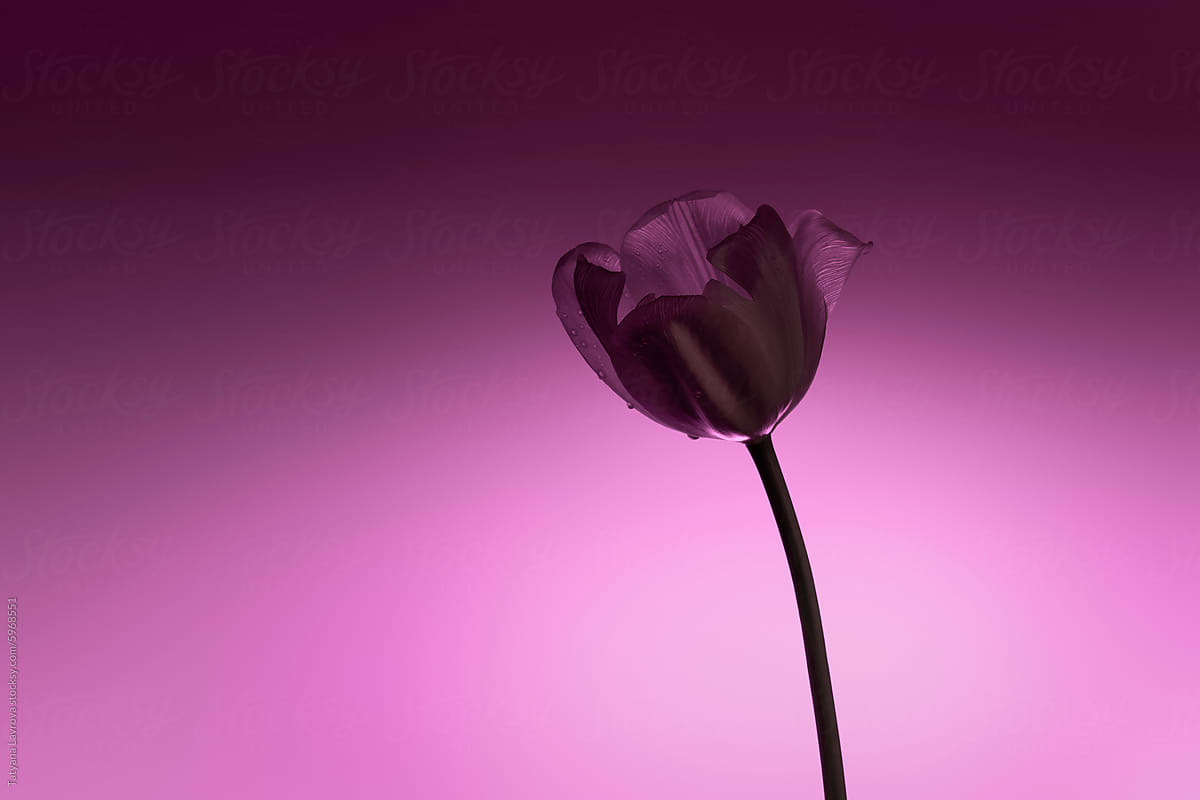 Elegant tulip silhouette against purple backdrop. Studio shot