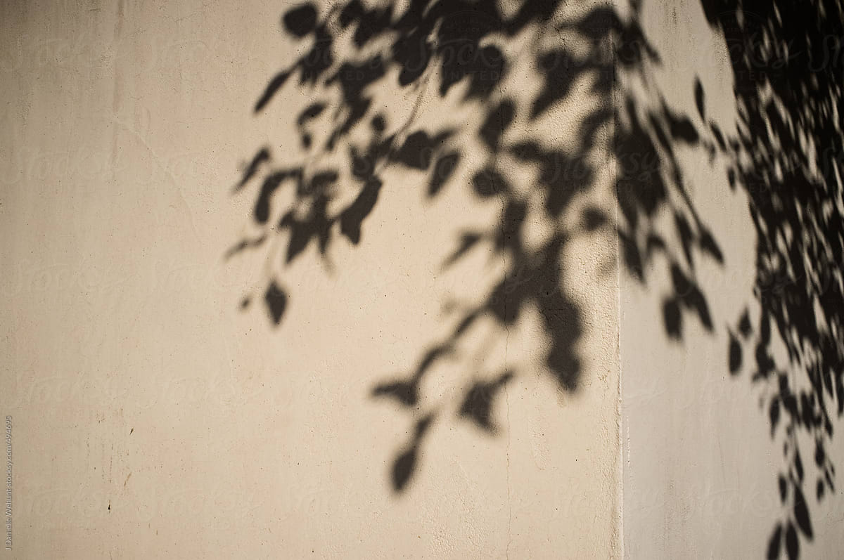 Shadow of leaves and branches on an exterior wall corner