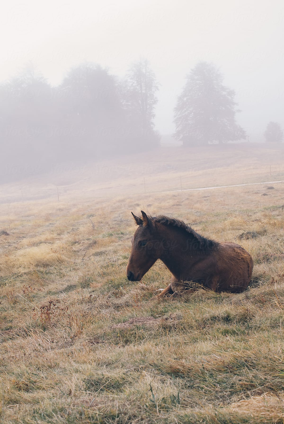Horse lying in foggy field