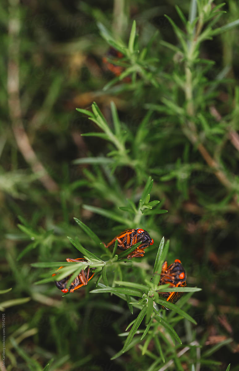 Orange cicadas hanging onto grass blades