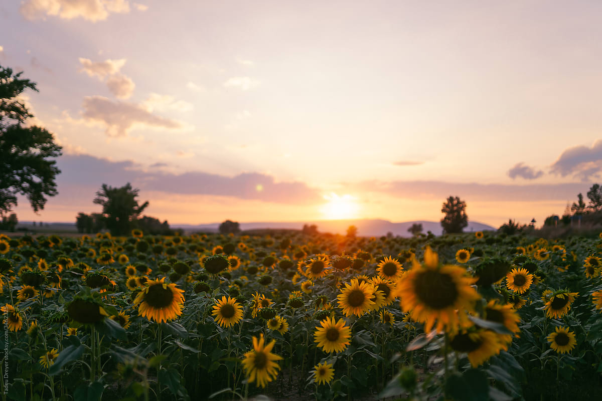 Sunset over sunflower fields