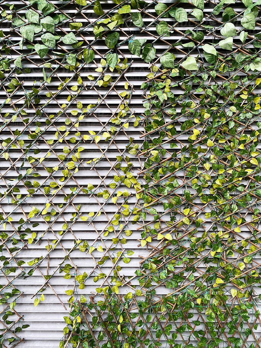 ivy growing on metal wall