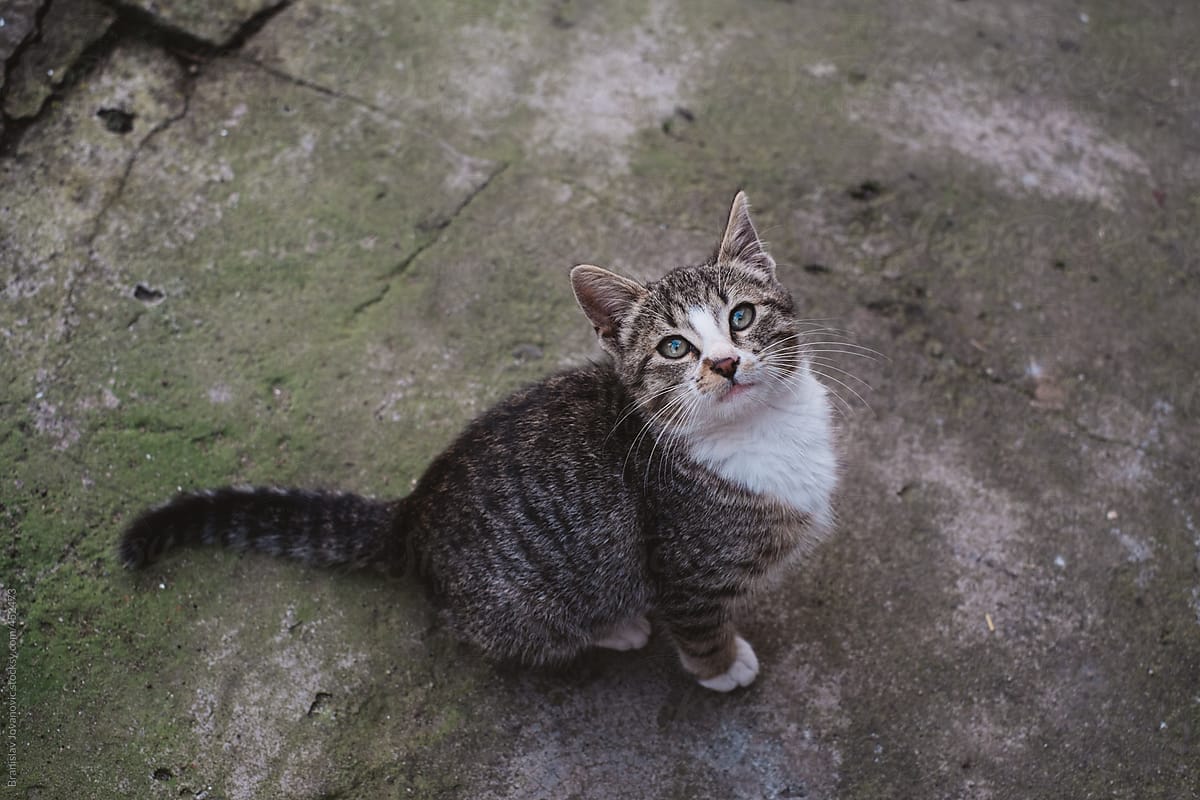 "Cute Little Kitten Playing Outside" by Stocksy Contributor "B Krokodil ...