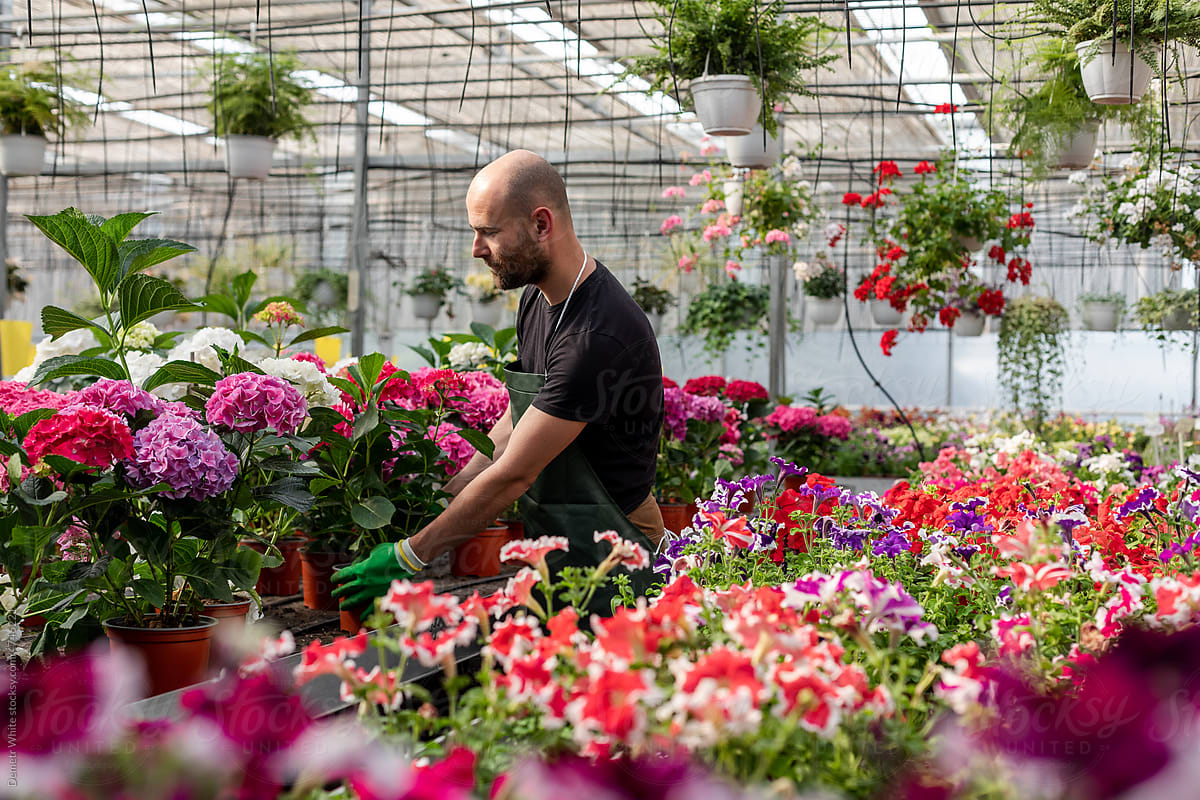 Florist works with flowers inside greenhouse