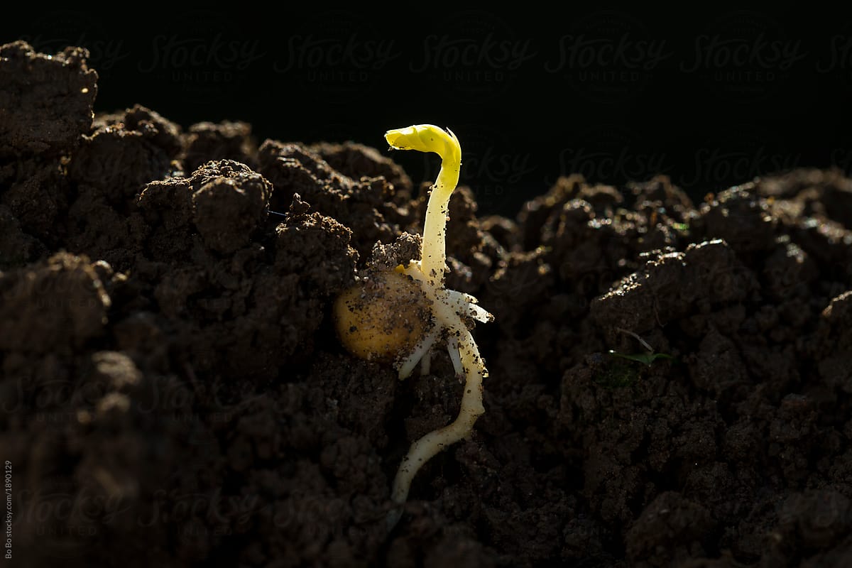 Spring bean bud with root in ground