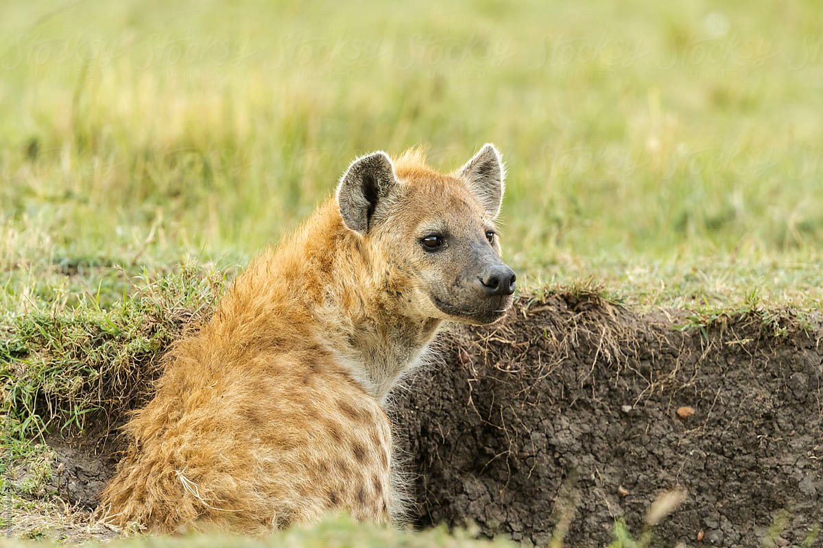 Spotted Hyena in Its Den in Maasai Mara