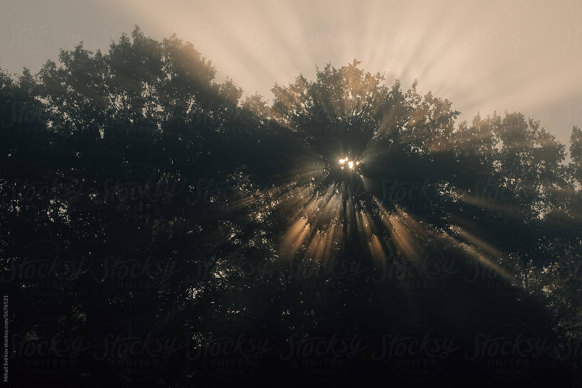 The rays of the dawn sun break through the trees