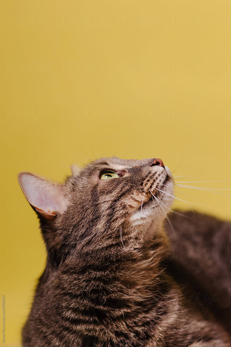 Cute cat looking up against yellow background
