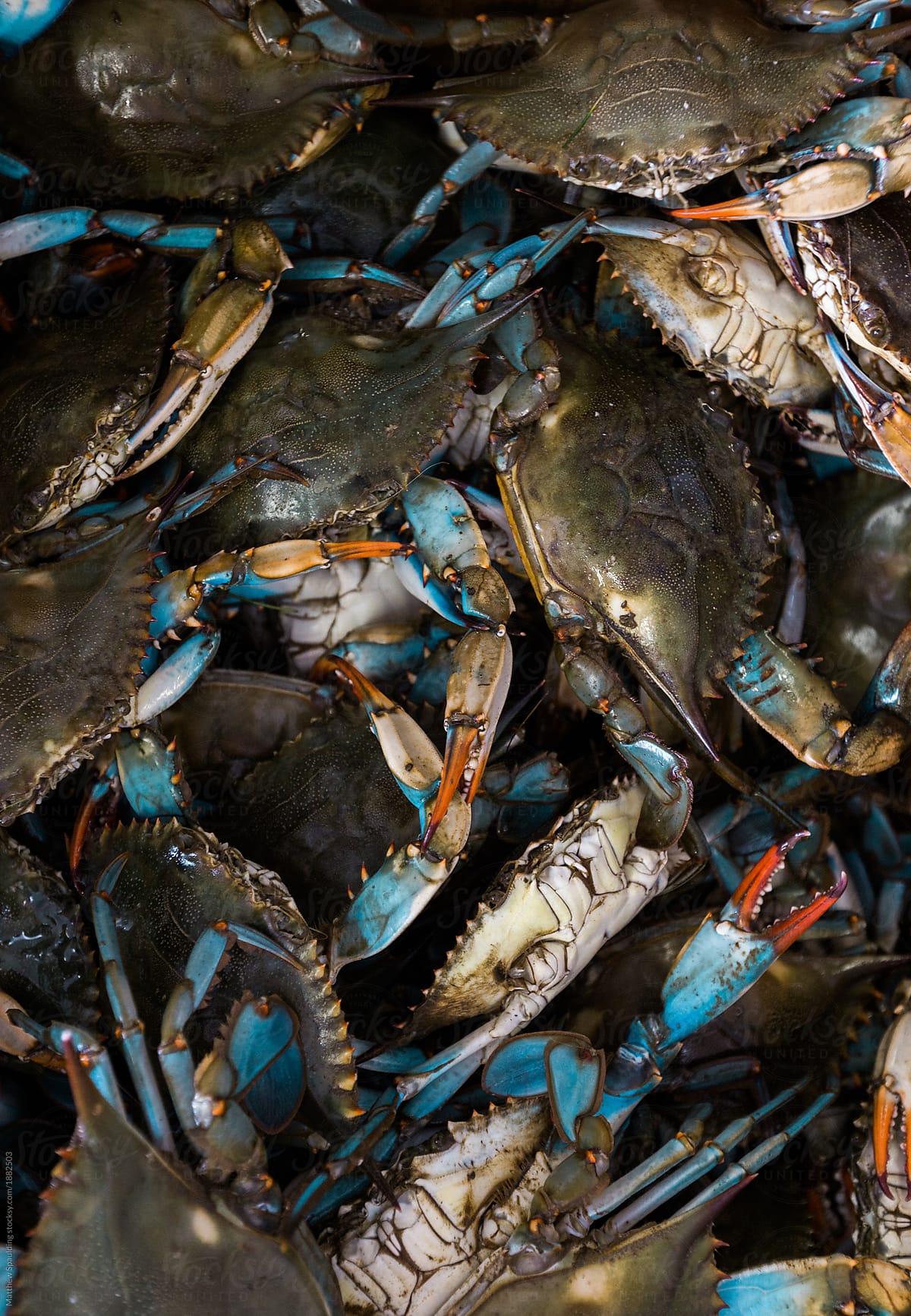 Fresh blue crab harvest at Maryland fish market
