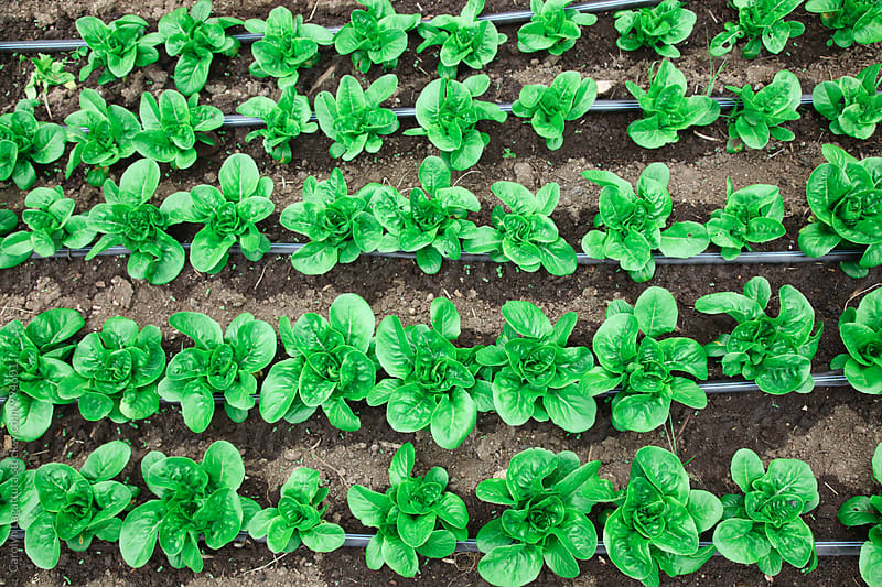 Rows of organic lettuce in a garden