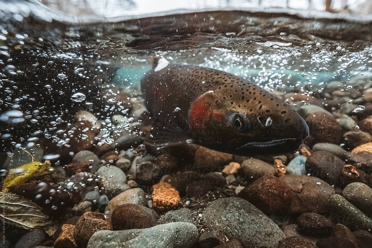 salmon in shallow river