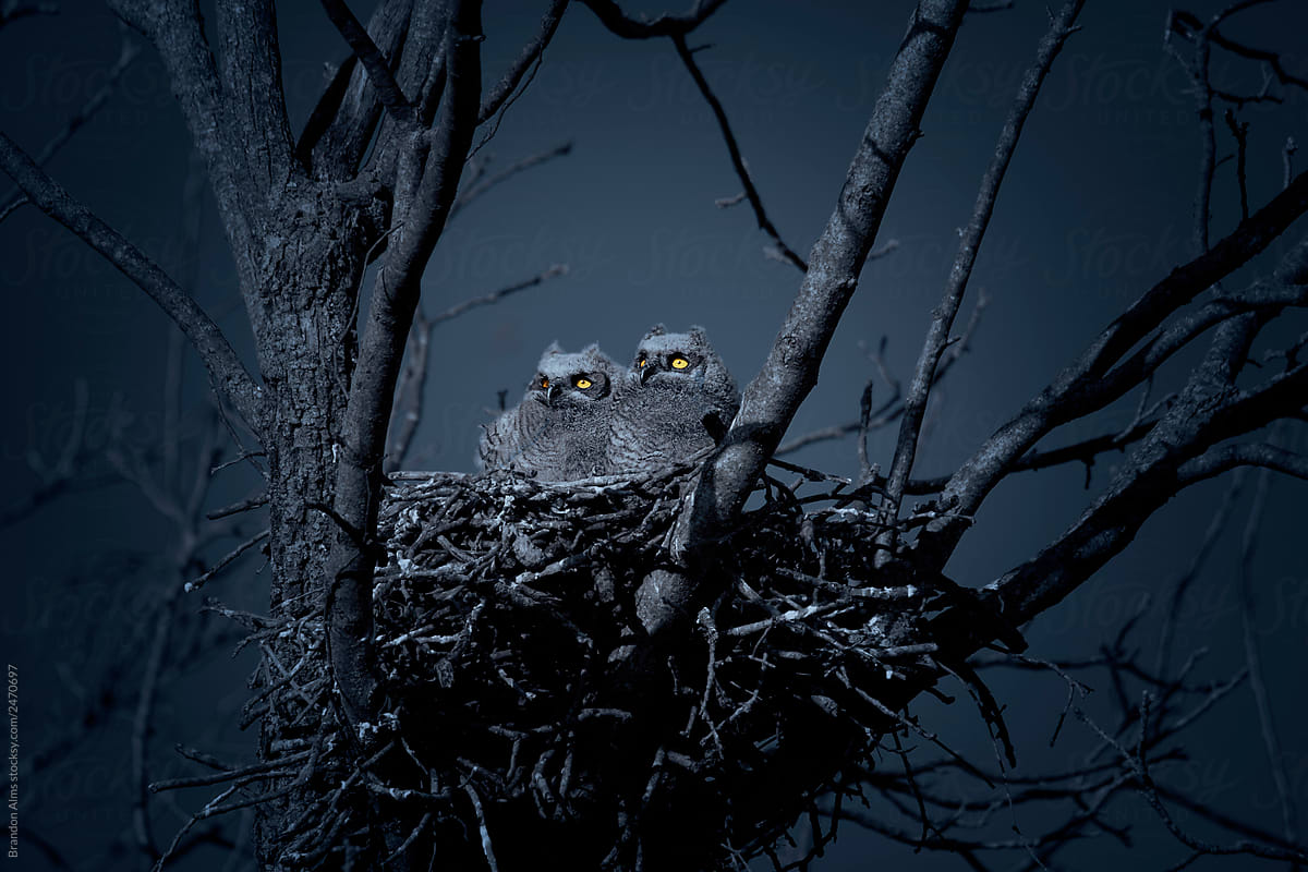 Two Nesting Baby Great Horned Owls at Night