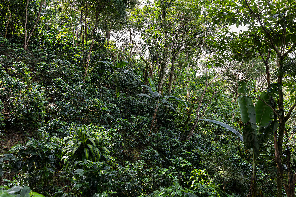 Organic Coffee Farm in Costa Rica