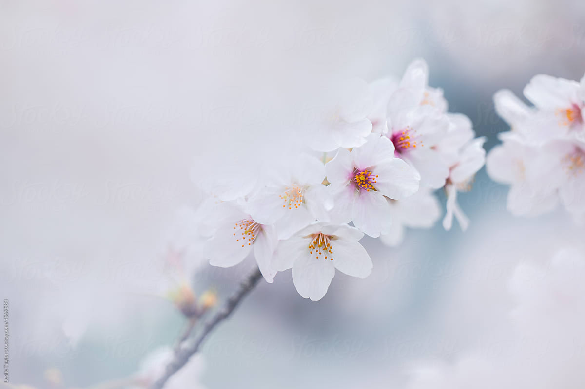 Hidden Sakura