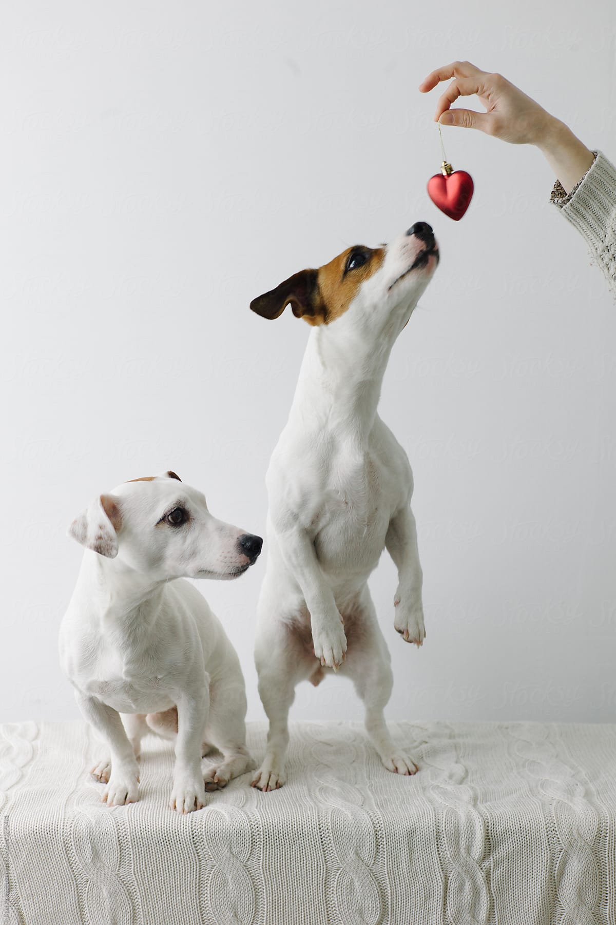 Dogs playing with plastic heart