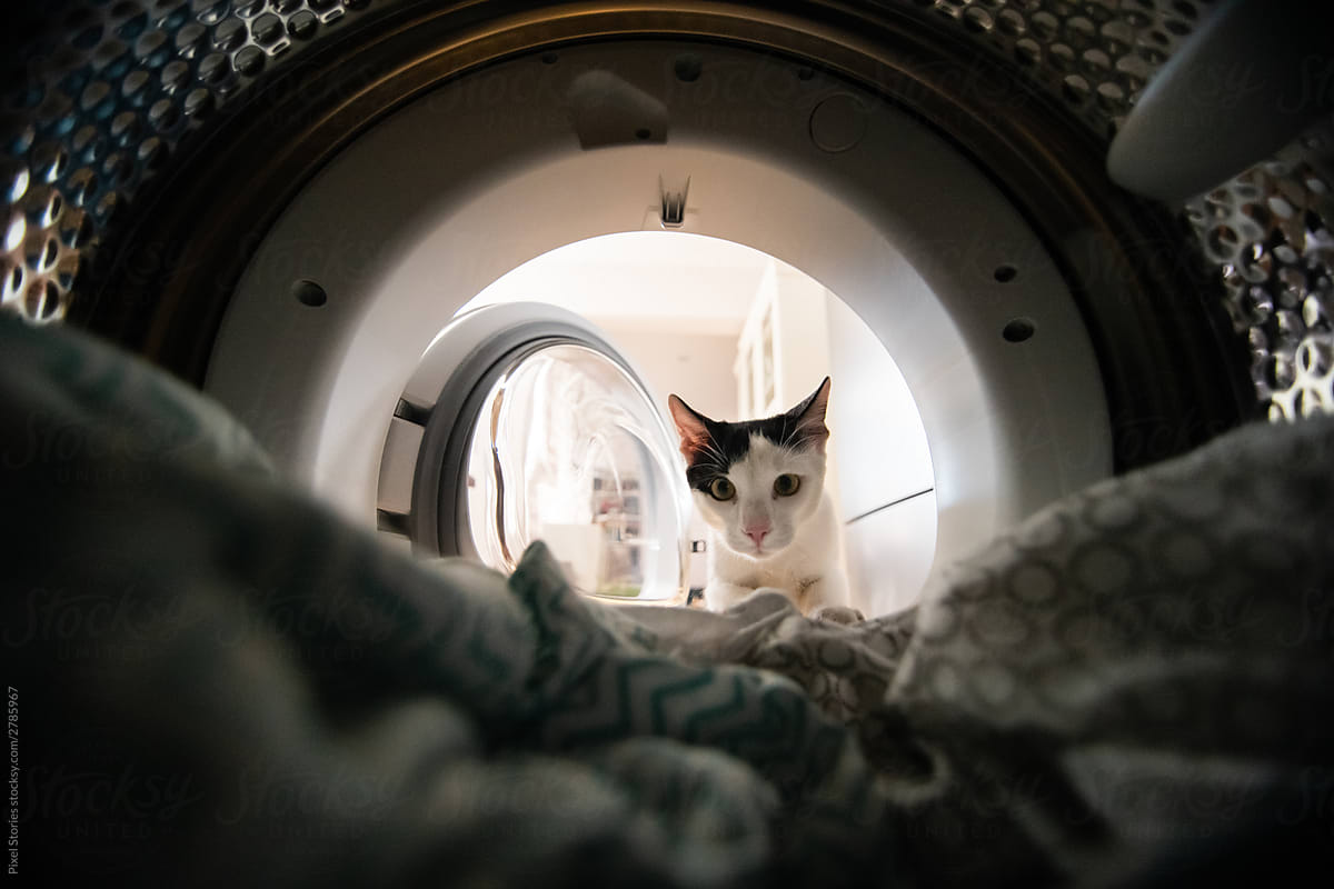 Cat inspecting the inside of a washing machine / dryer