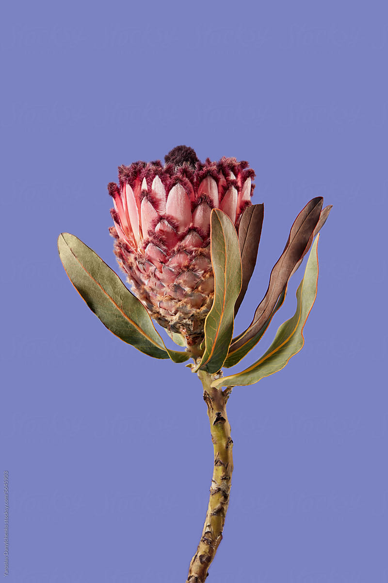 Protea flower on stem with leaves over violet studio background