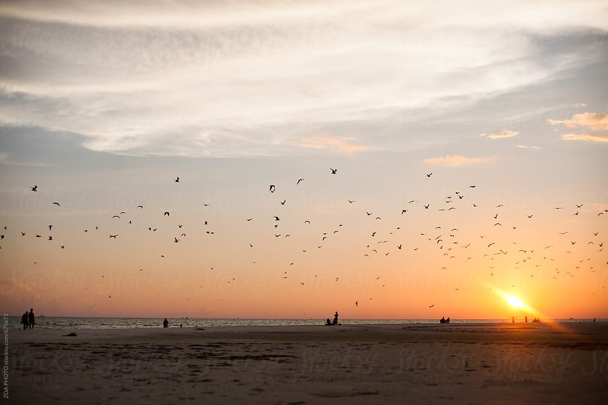 Birds on the horizon at the beach