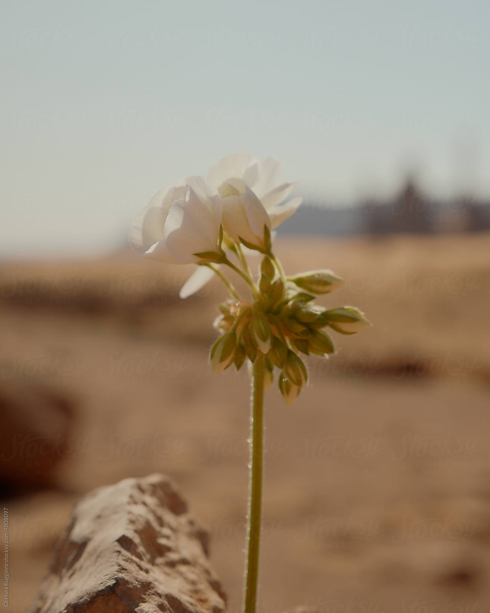 White geranium flower in the desert