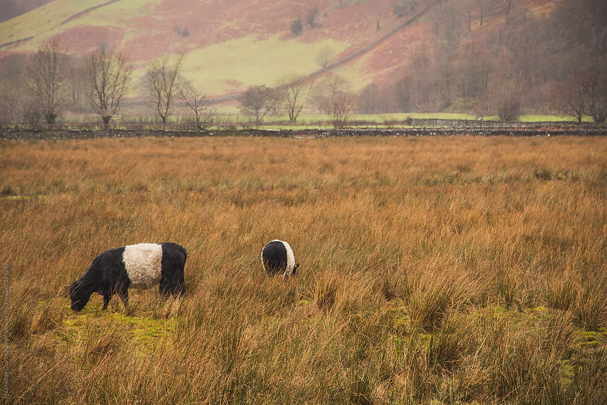 Cattle in a Autumnal field.