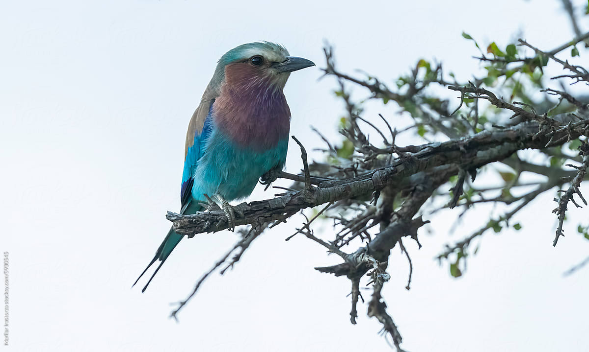 Lilac-Breasted Roller Portrait