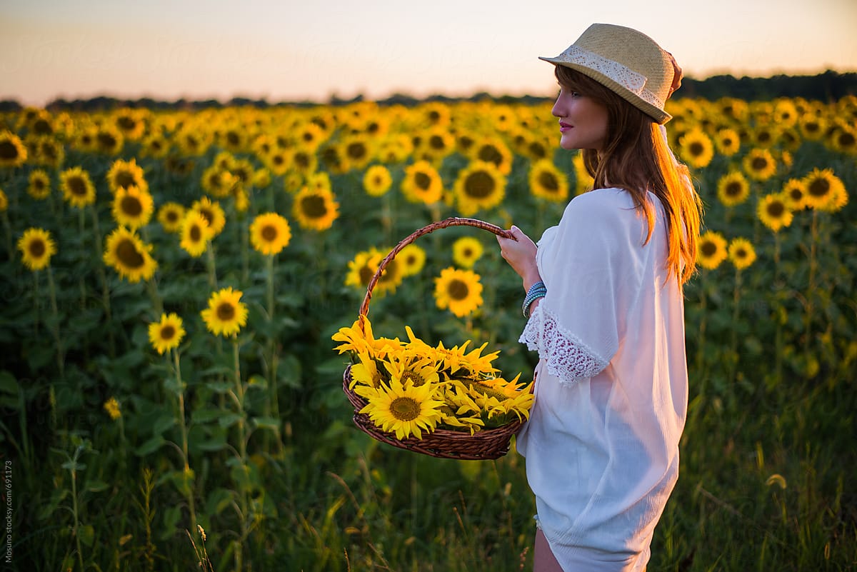 Woman Picking Sunflowers at Sunset