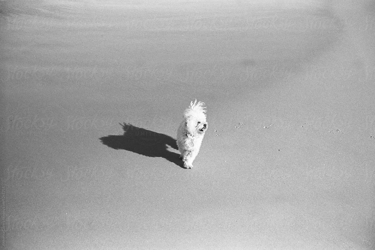 Little white puppy at the beach