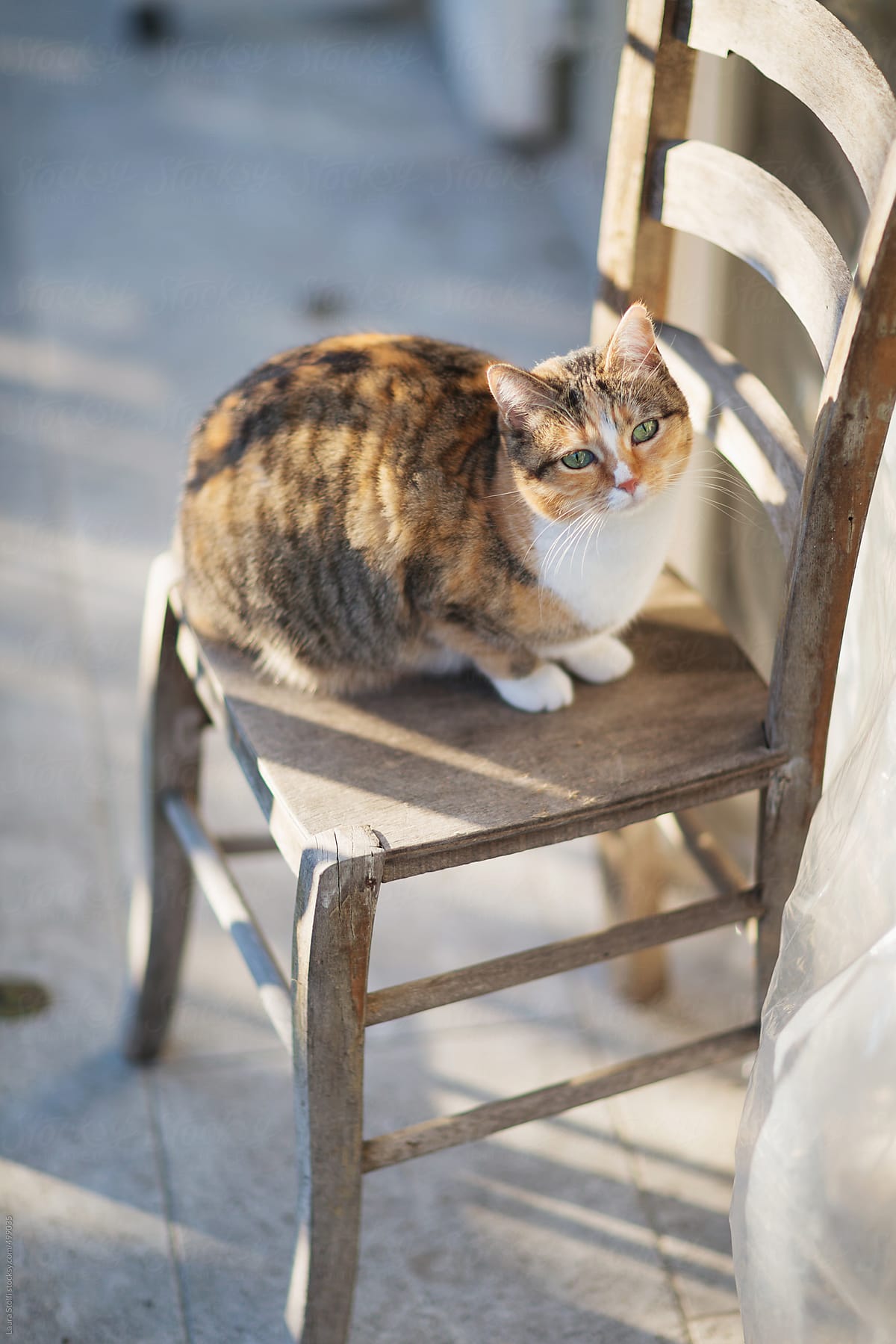 Tabby cat on chair on sunny balcony