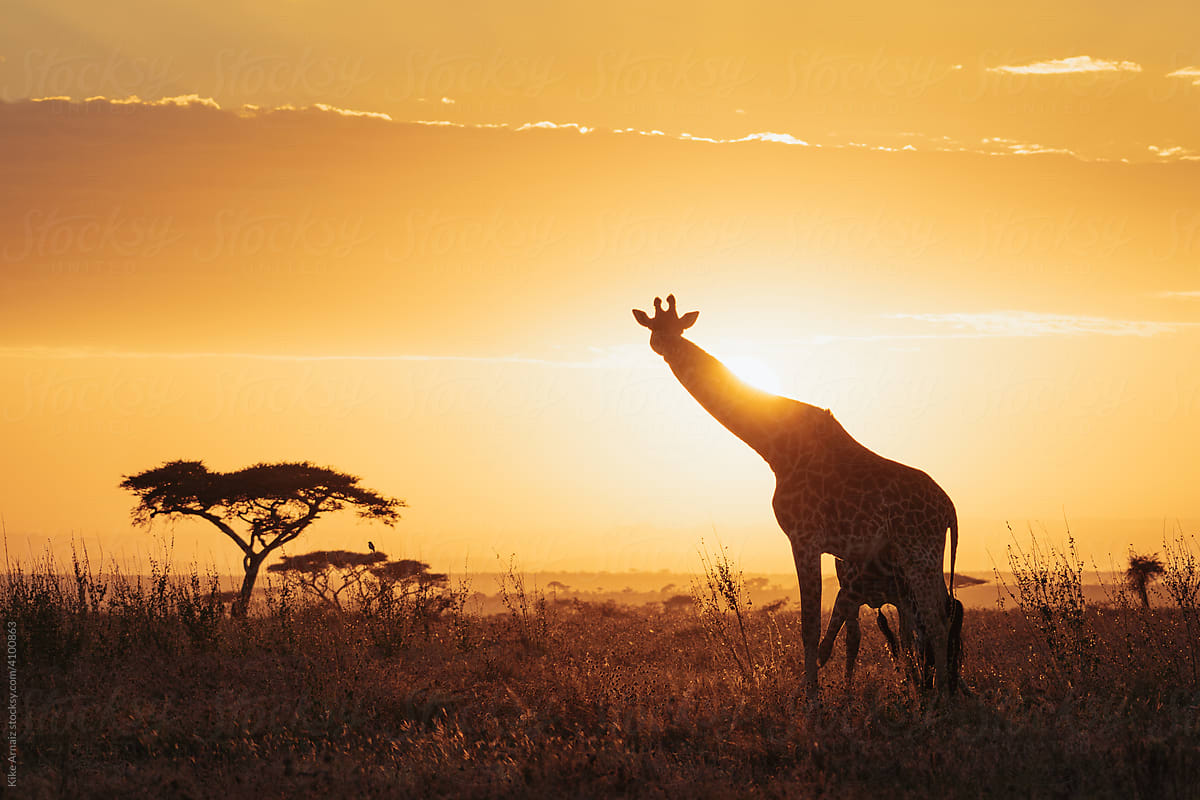Giraffe in Tanzania.