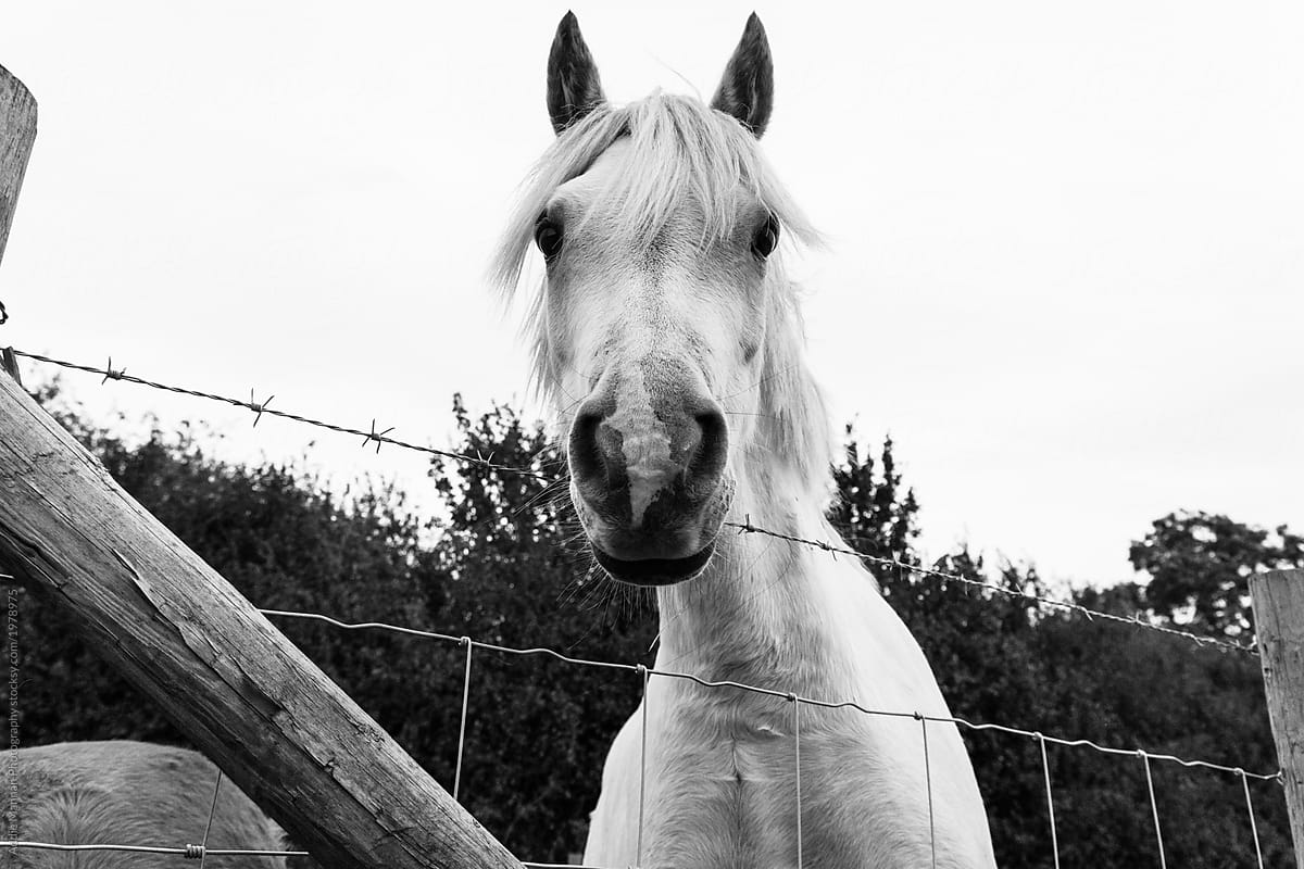 Black and white Horse face