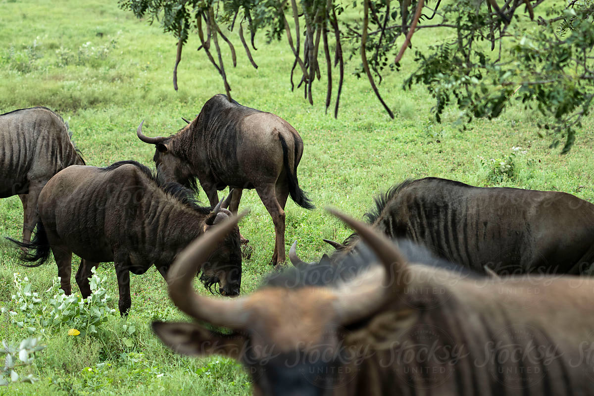 Wildebeest during a safari in Kruger National Park