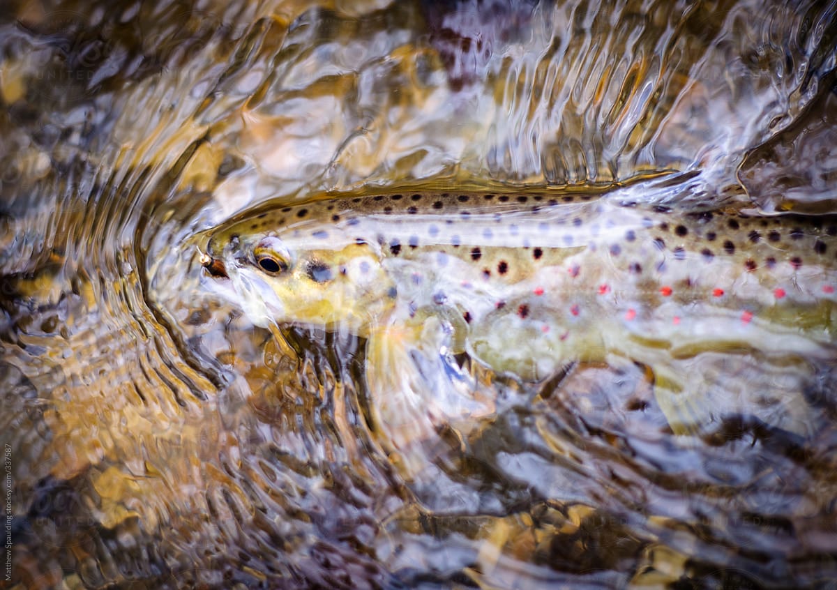 Colorful fish caught fly fishing the stream water