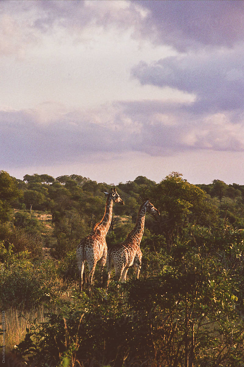 South Africa - Kruger National Park