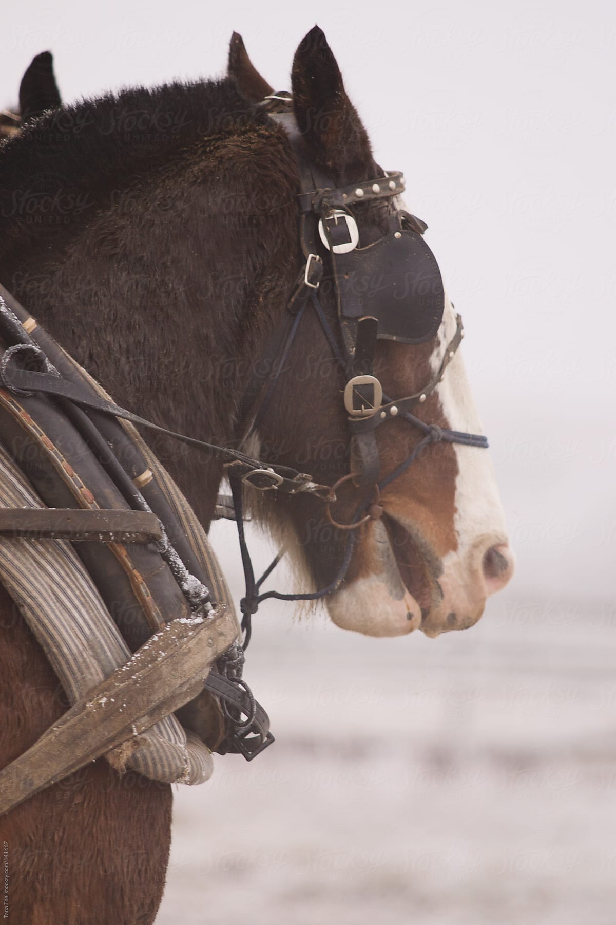 A draft horse stands ready to pull