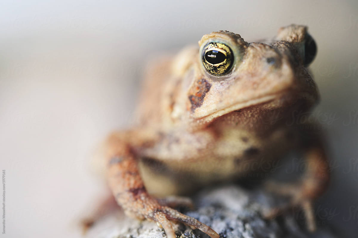 closeup of a toad sitting on a stone looking to the right