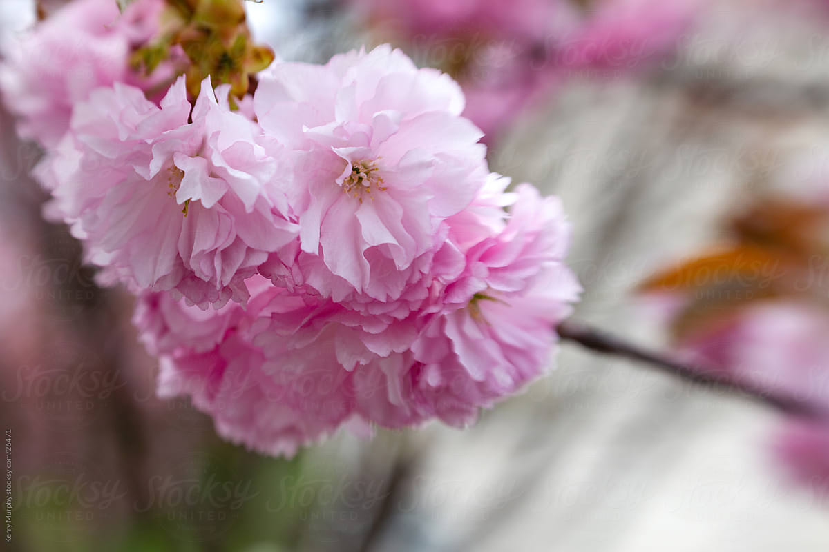 Macro of cherry blossom flowers in spring