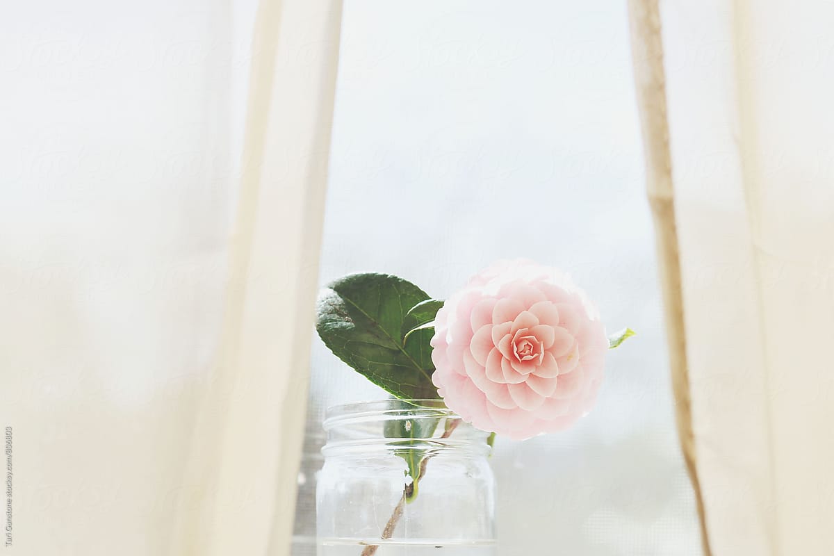 Pink camellia flower in vase jar