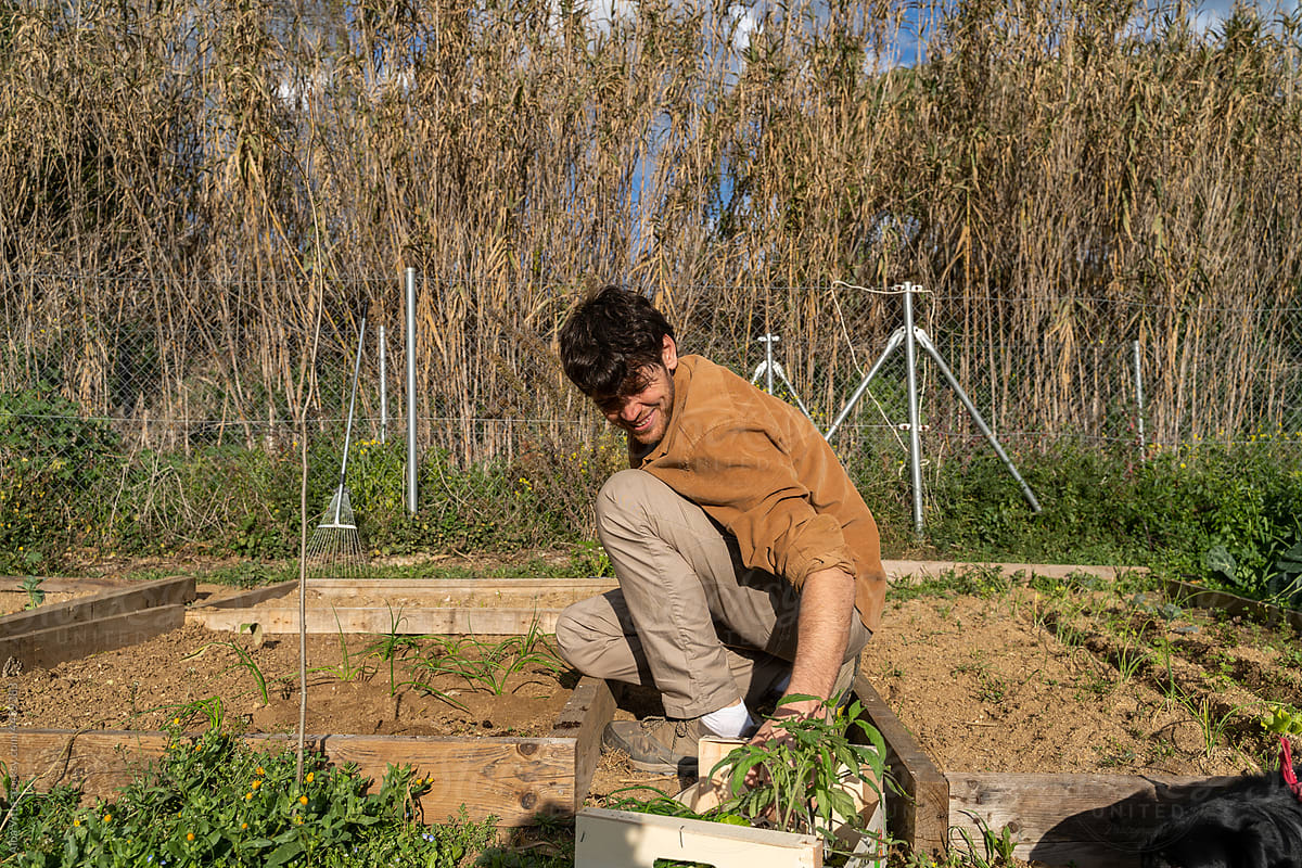 portrait of laughing  man planting vegetable plants on garden