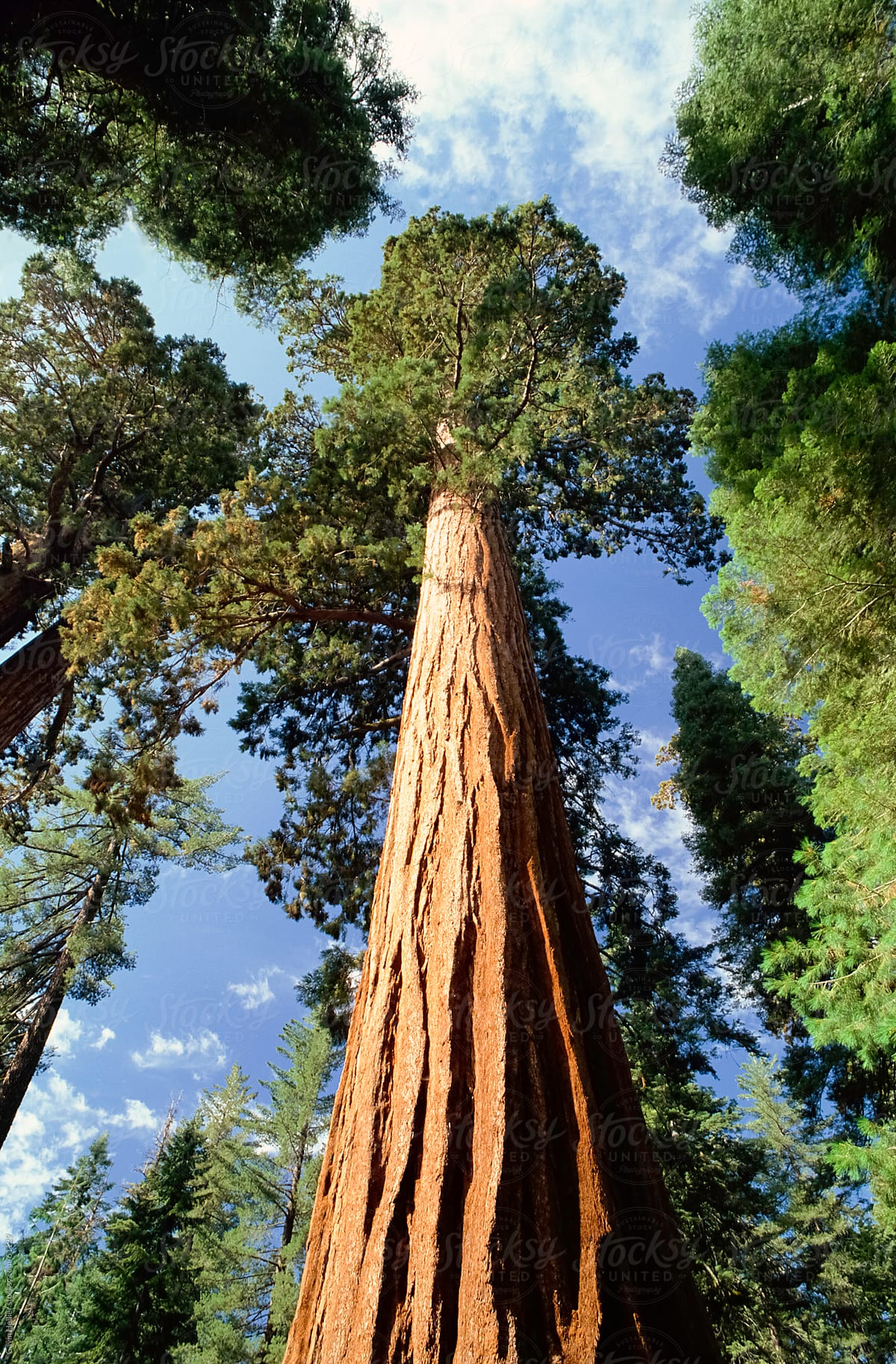 Giant sequoia tree, Sequoia National Park, California, USA, North America