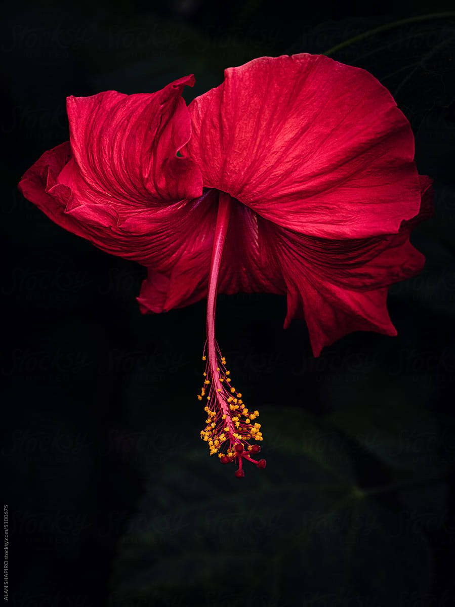 dark red hibiscus profile