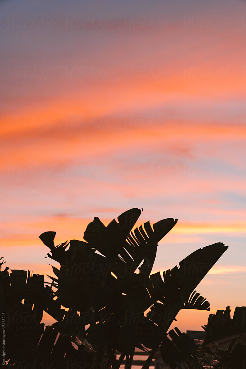 Sunset Palm tree