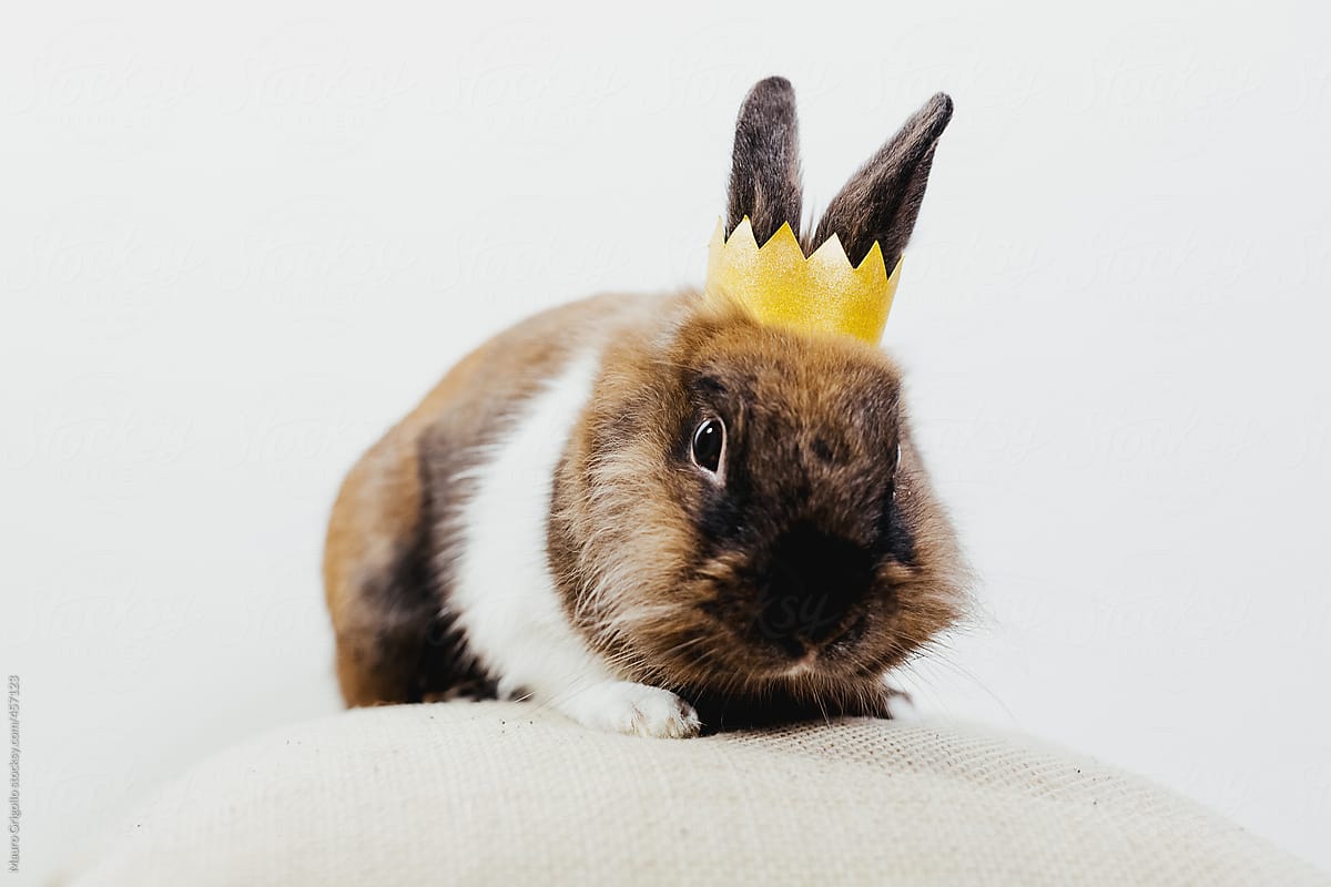 Bunny with a Crown. The king of rabbits.