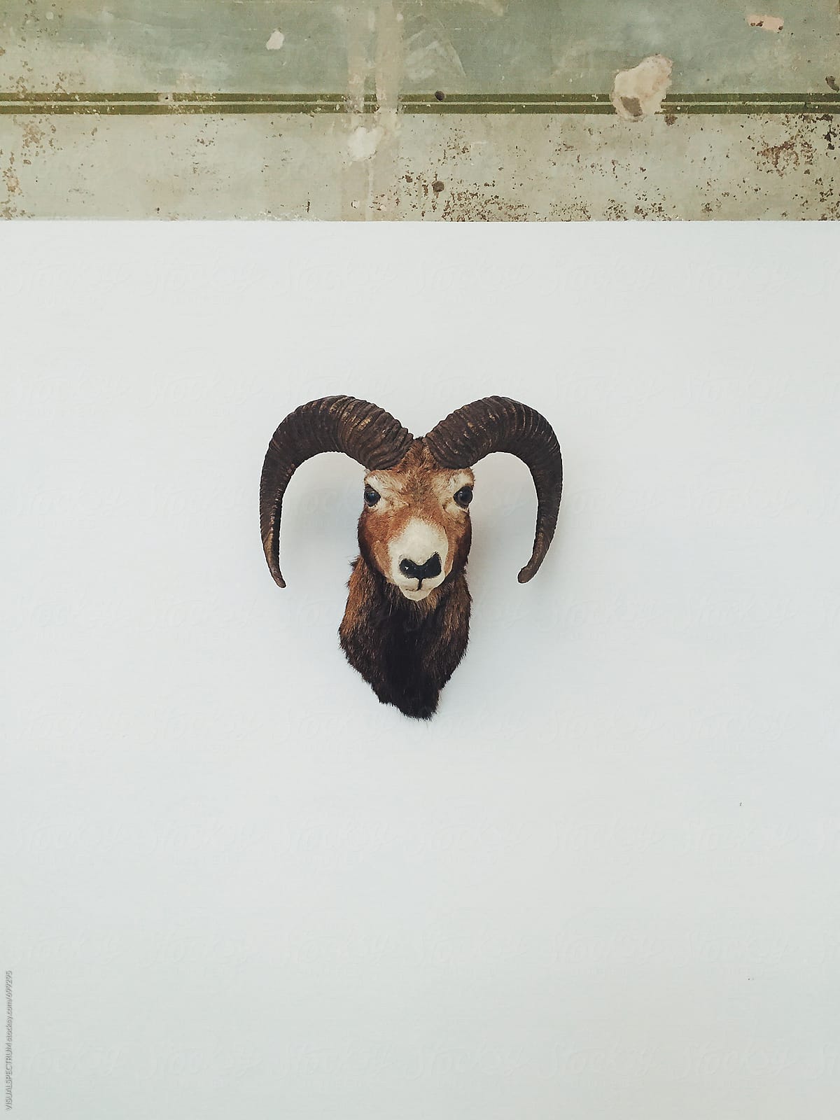 Billy Goat Head on White Wall